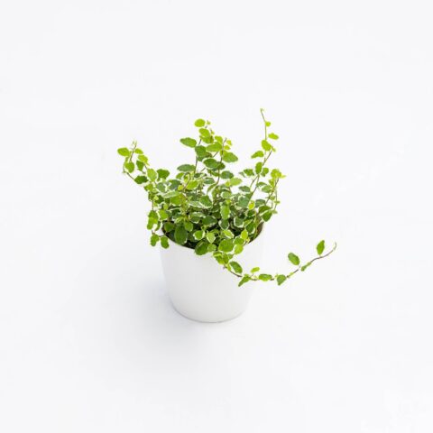 Ficus pumila "White Sunny"