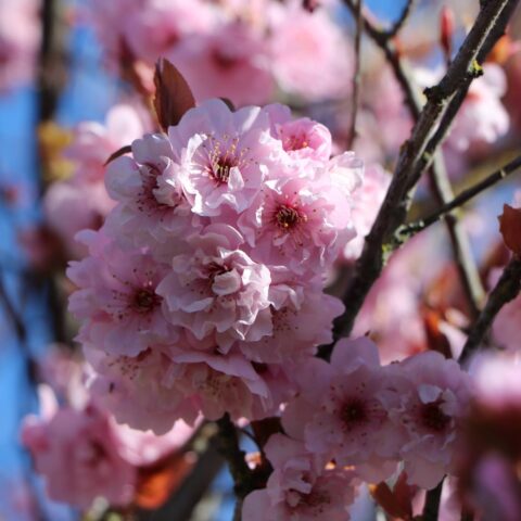Prunus serrulata "Kiku shidare-zakura"