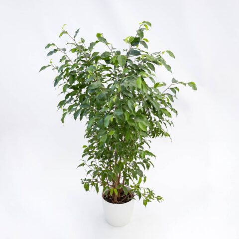 Ficus benjamina "Natasja"