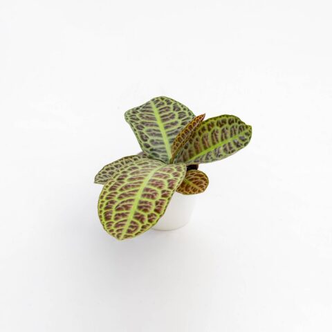 Labisia "Turtleback"