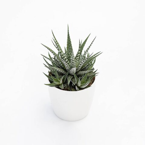 Haworthia fasciata "Big Band"