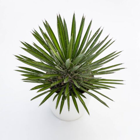 Yucca filifera