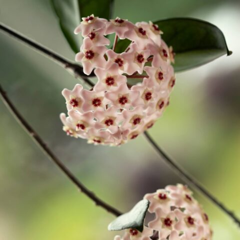 Hoya carnosa