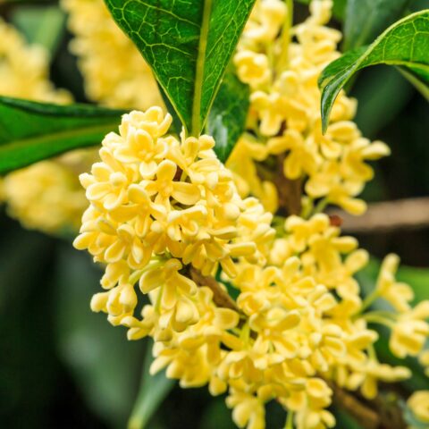 Osmanthus fragrans