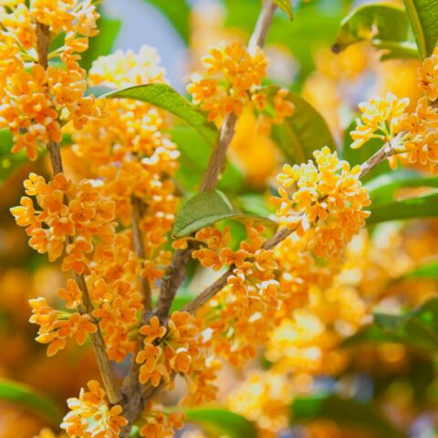Osmanthus fragrans "Aurantiacus"