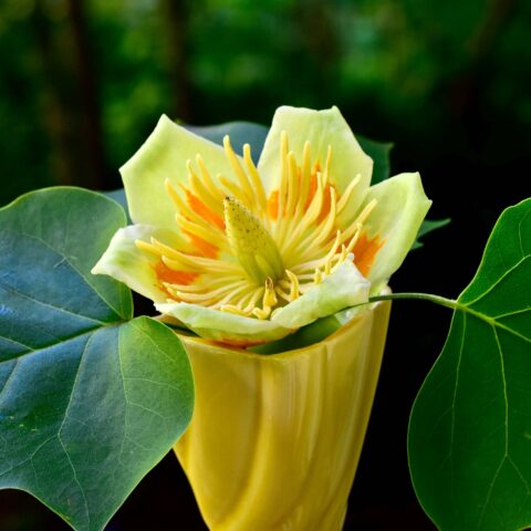 Liriodendron tulipifera