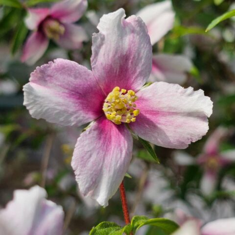 Philadelphus "Petite Perfume Pink"