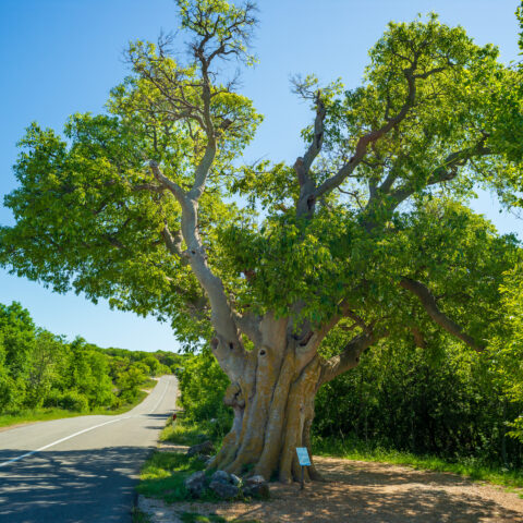 Celtis occidentalis