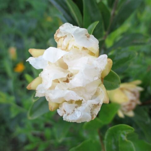 Punica granatum "Alba Plena"