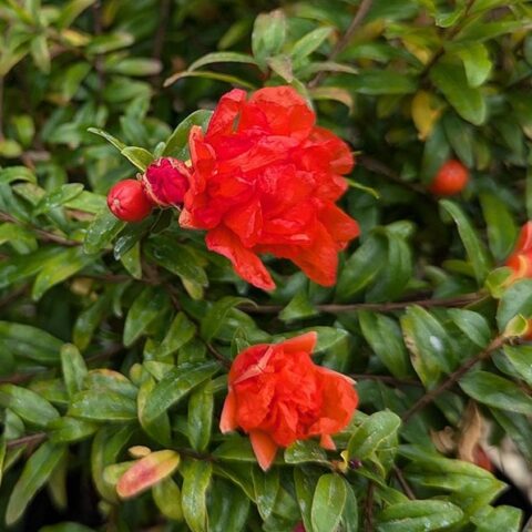 Punica granatum "Chico"