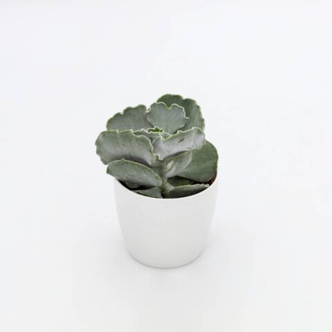 Cotyledon undulata