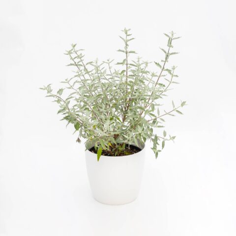 Caryopteris x clandonensis "Sterling Silver"