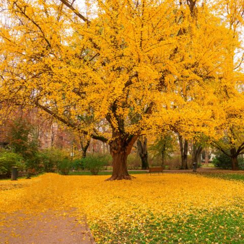Ginkgo biloba