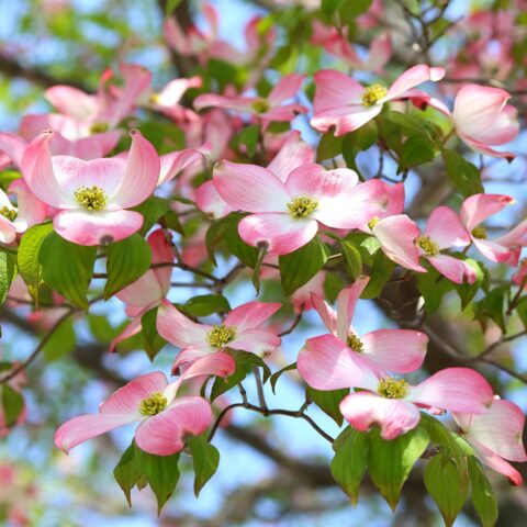 Cornus florida f. rubra