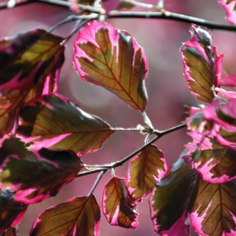Fagus sylvatica "Tricolor"