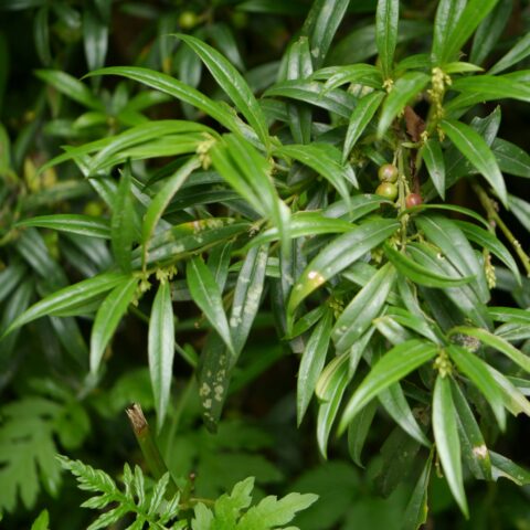 Sarcococca saligna