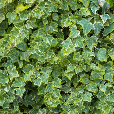 Hedera helix "Eva"