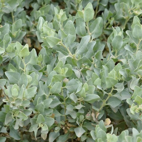 Atriplex halimus