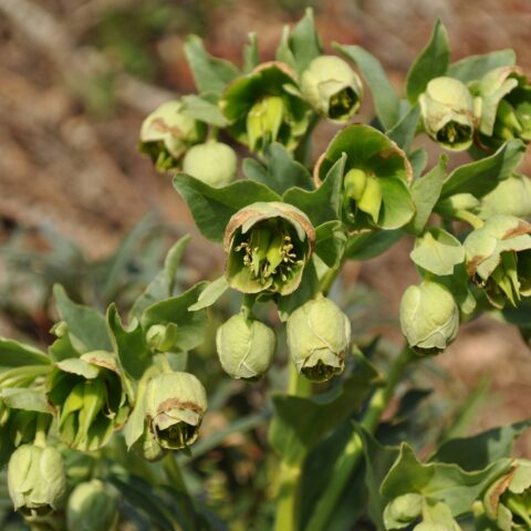 Helleborus foetidus
