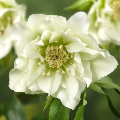 Helleborus orientalis "Double Hellen White"