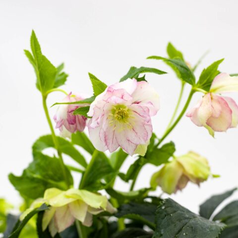 Helleborus orientalis "Double Flower Bicolor"