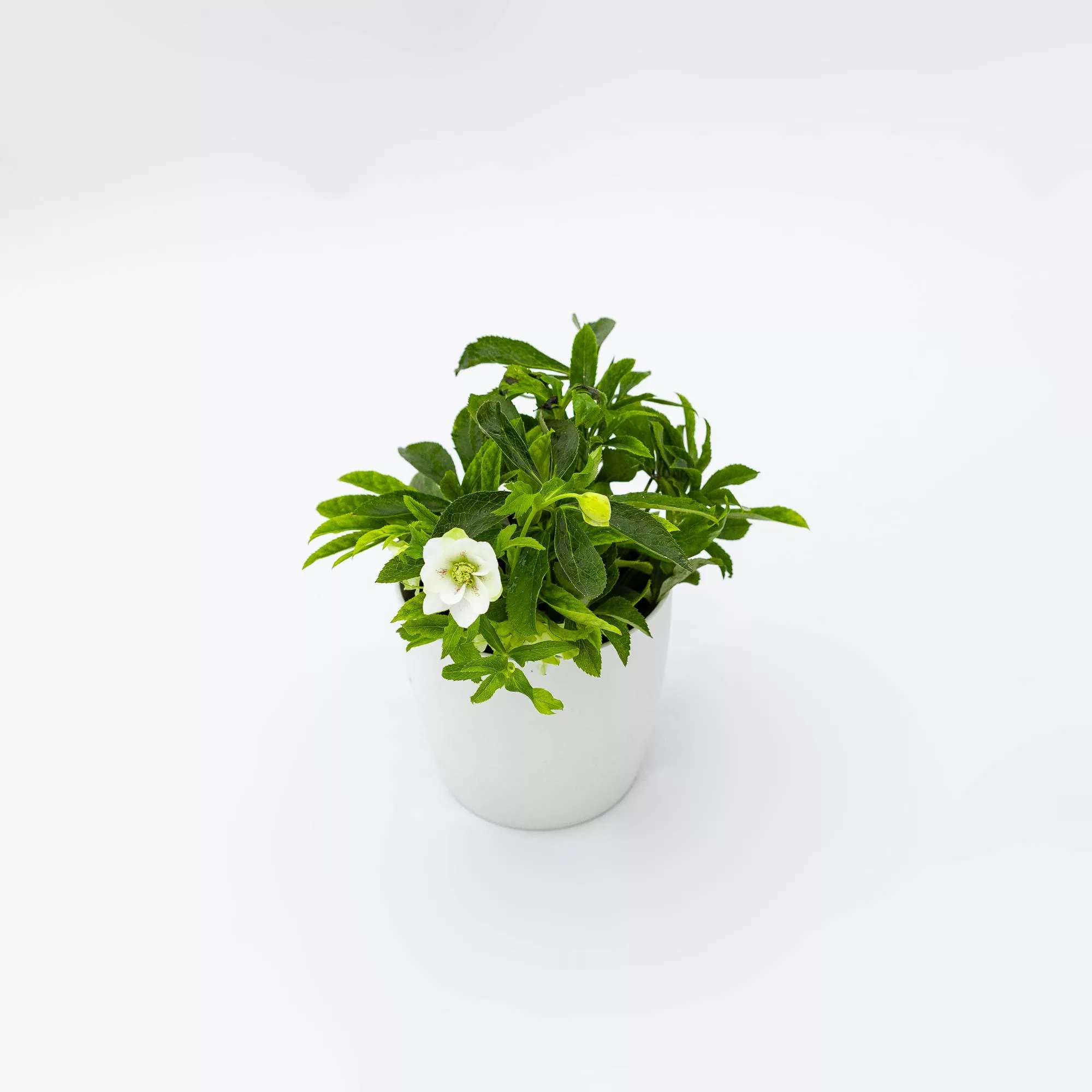 Helleborus orientalis "Hello Pearl"
