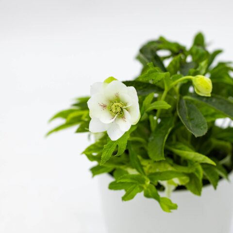 Helleborus orientalis "Hello Pearl"