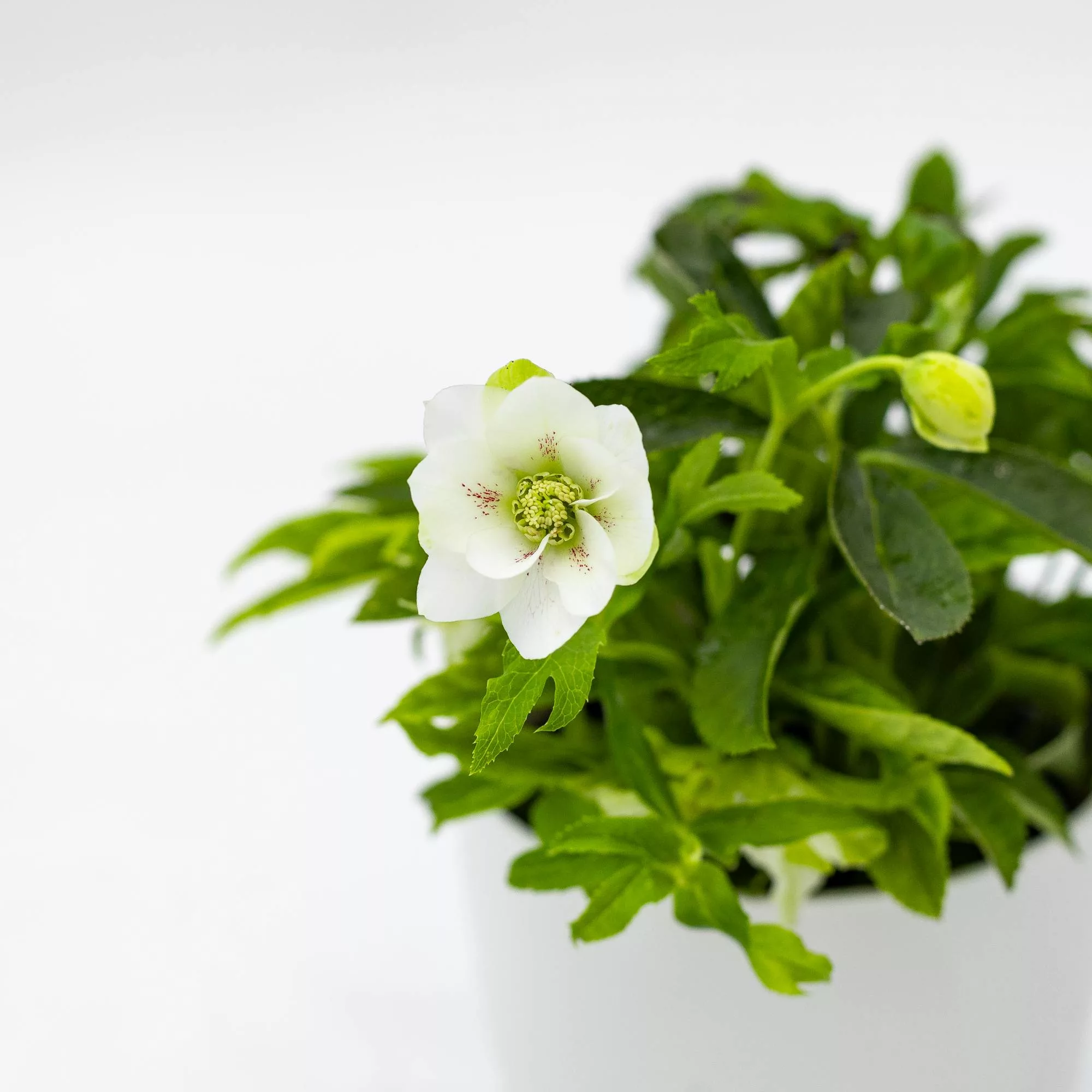 Helleborus orientalis "Hello Pearl"