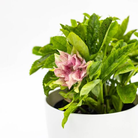 Helleborus orientalis "Hello Amber"