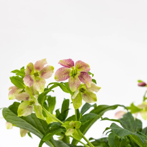 Helleborus orientalis "Single Flower Bicolor"