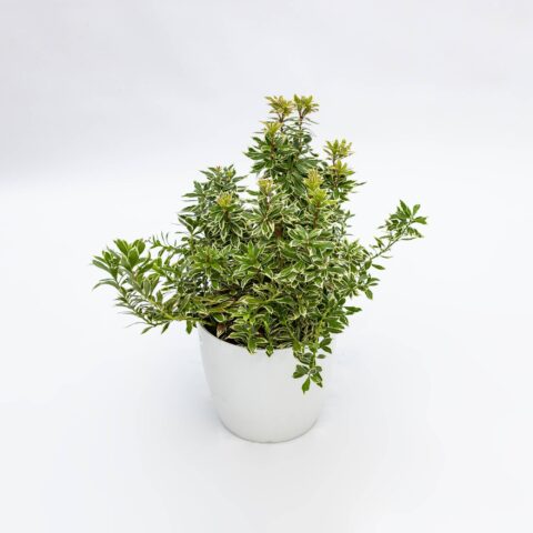 Pieris japonica "Little Frosty"