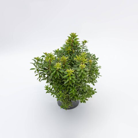 Pieris japonica "Little Heath"