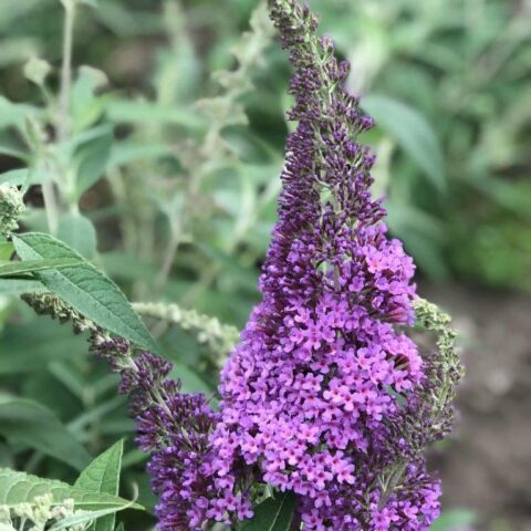 Buddleja davidii "Rve de Papillon Lavender"