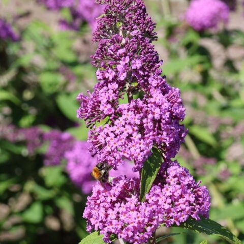Buddleja davidii "Rve de Papillon Pink"