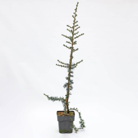 Cedrus libani "Glauca"