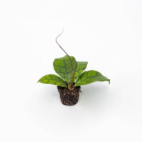 Hoya callistophylla Baby Plant