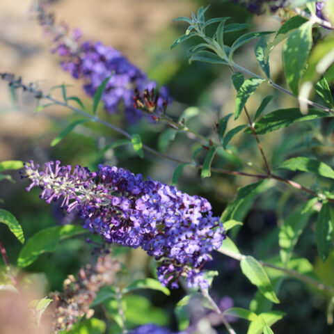 Buddleja davidii "Rve de Papillon Blue"