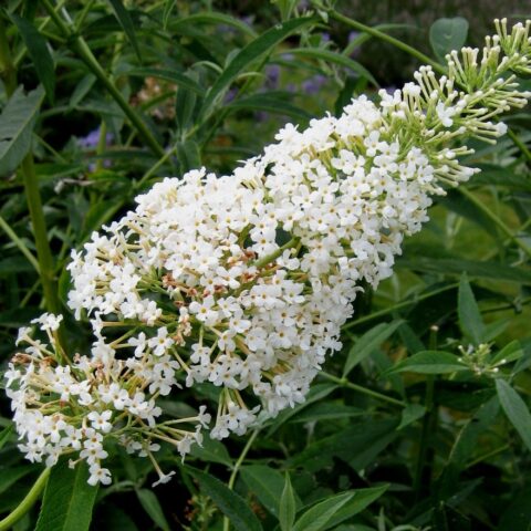 Buddleja davidii "Nanho White"