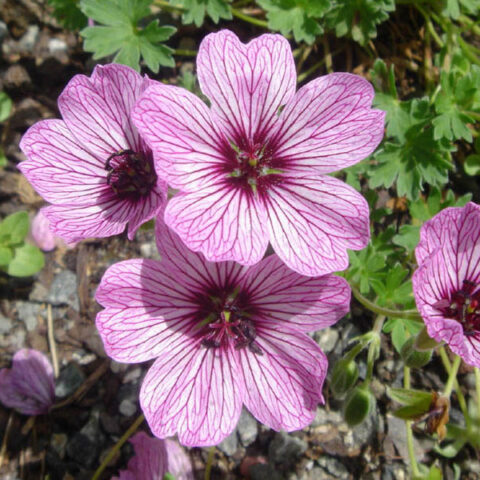 Geranium cinereum "Ballerina"