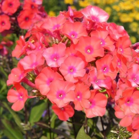 Phlox paniculata "Adessa Orange"