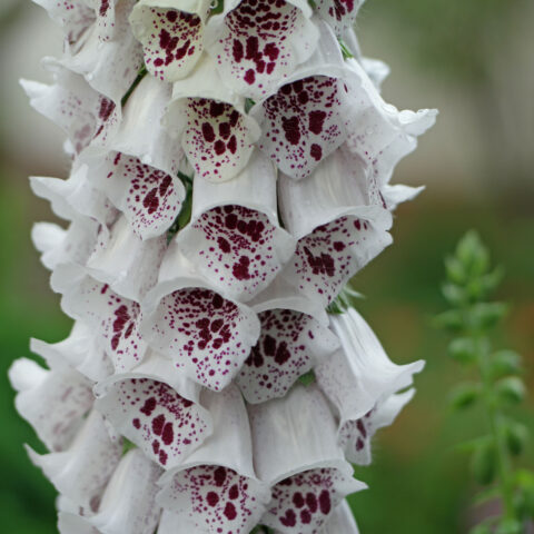Digitalis purpurea "Pollux White"