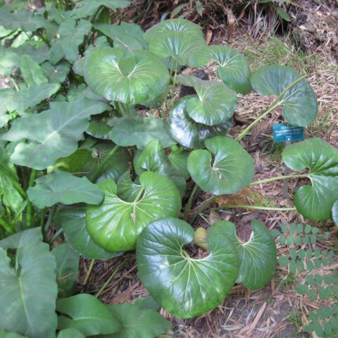 Farfugium japonicum var. giganteum