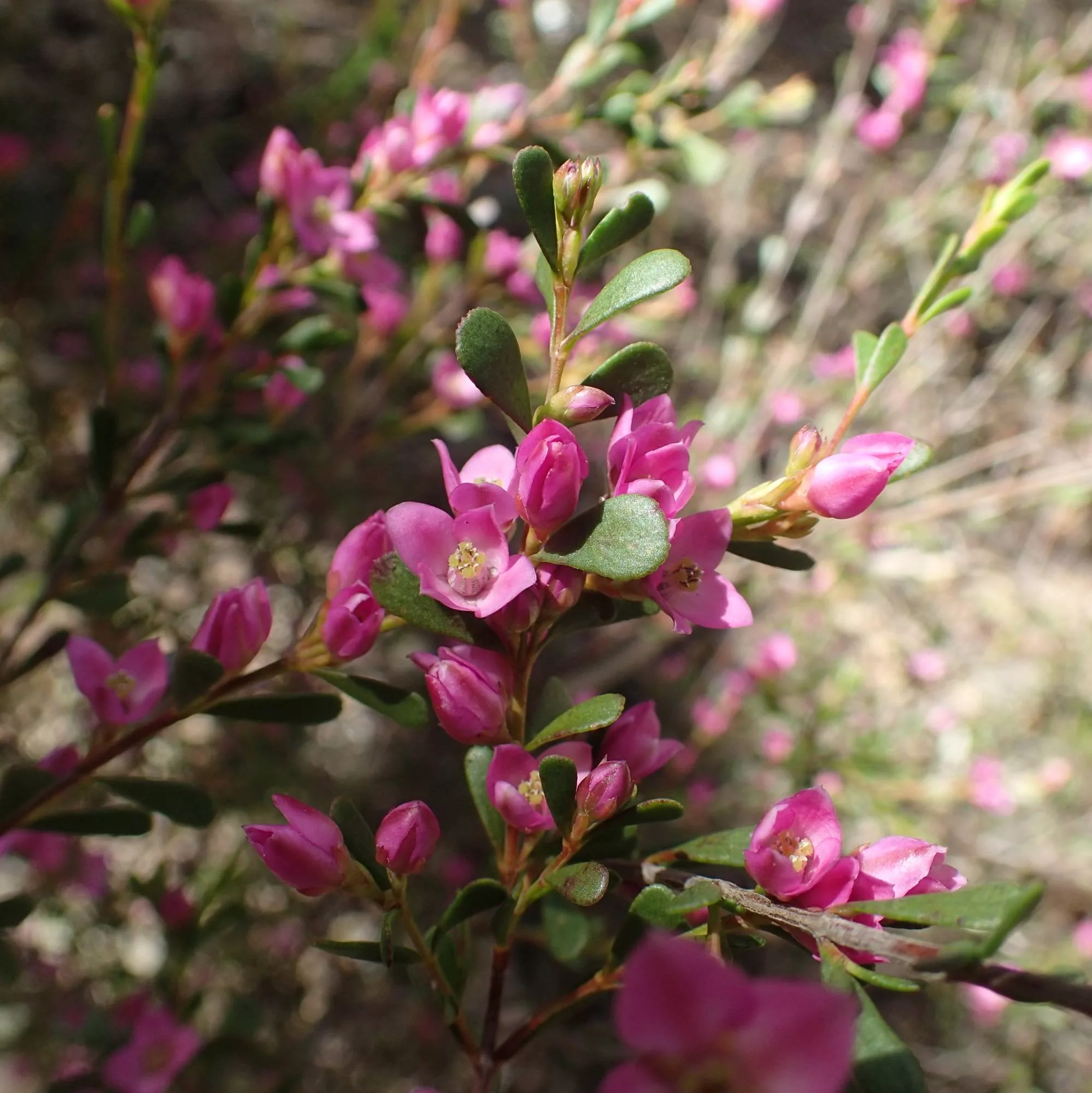 Boronia crenulata