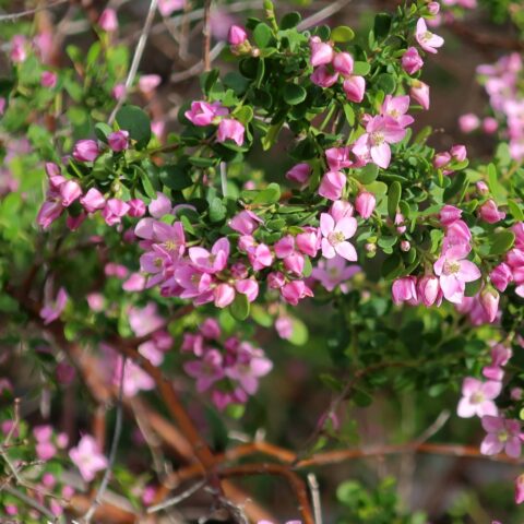 Boronia crenulata