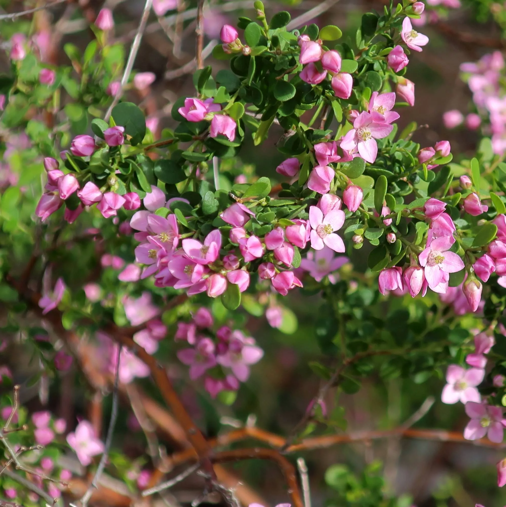 Boronia crenulata