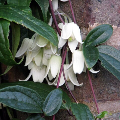 Clematis "Winter Beauty"