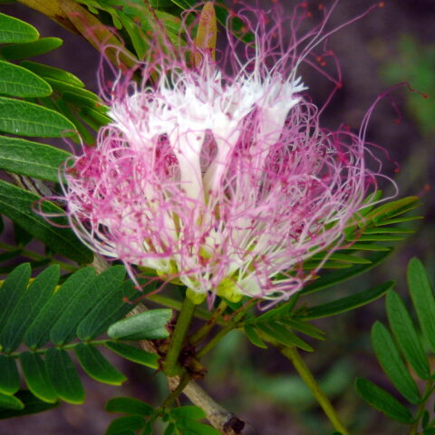 Calliandra surinamensis