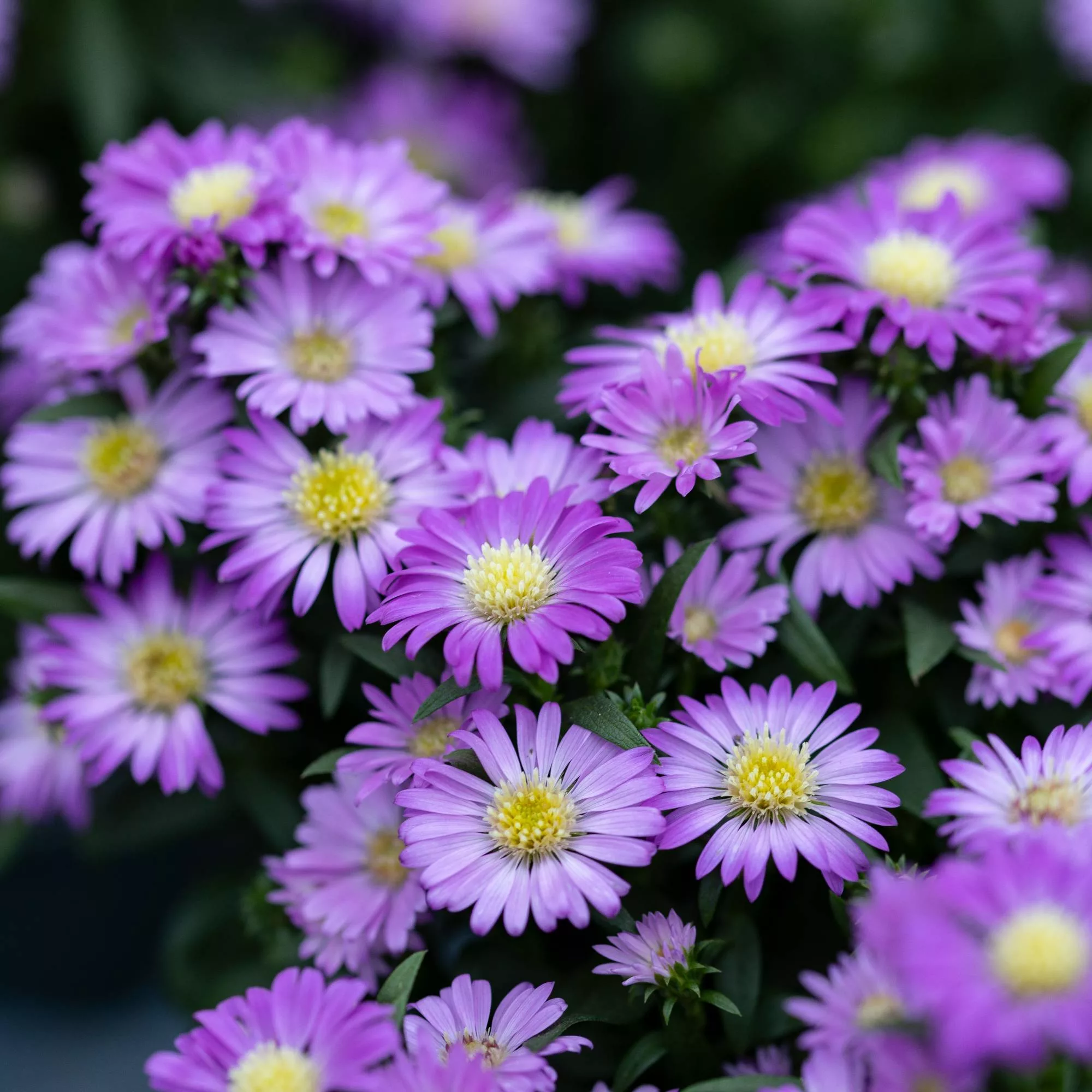 Aster novi-belgii "Starletta Pink"