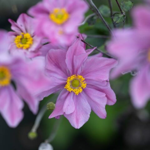Anemone x hybrida "Knigin Charlotte"