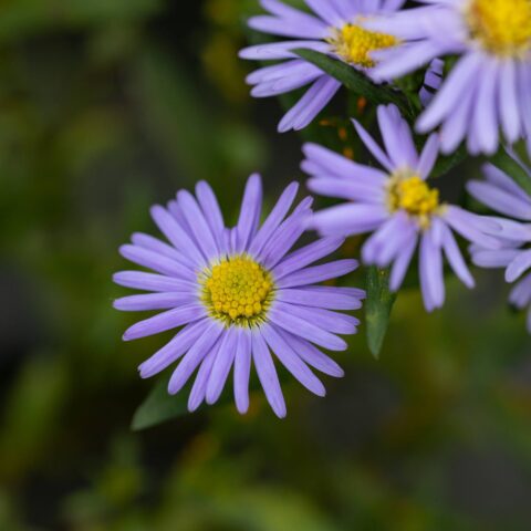Aster dumosus "Prof. A. Kippenberg"